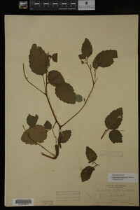 Impatiens capensis image