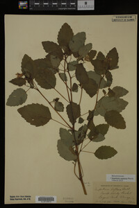 Impatiens capensis image