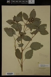 Impatiens capensis image