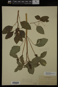 Impatiens capensis image