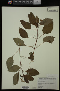 Impatiens capensis image
