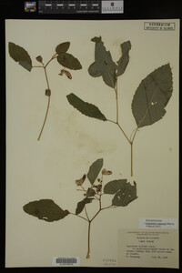 Impatiens capensis image
