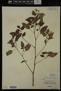 Impatiens capensis image