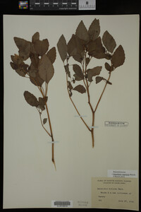 Impatiens capensis image