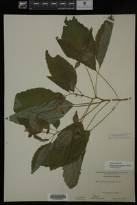 Impatiens capensis image