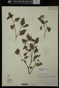 Impatiens capensis image