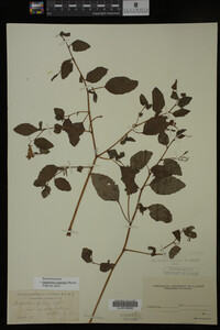 Impatiens capensis image