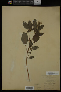 Impatiens capensis image