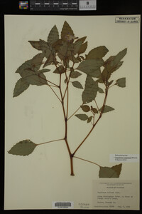 Impatiens capensis image