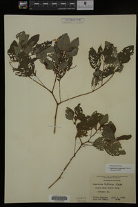 Impatiens capensis image