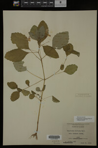 Impatiens capensis image