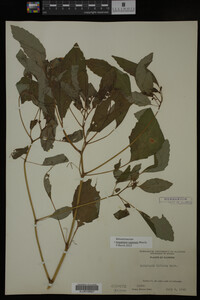 Impatiens capensis image
