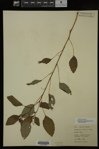 Impatiens capensis image