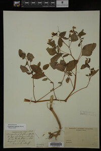 Impatiens capensis image
