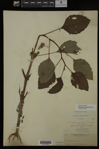 Impatiens capensis image