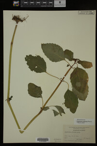 Impatiens capensis image