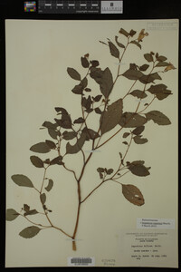 Image Associated With the Occurrence