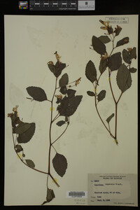 Impatiens capensis image