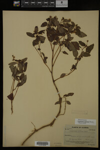 Impatiens capensis image