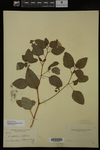 Impatiens capensis image
