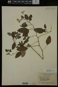 Impatiens capensis image