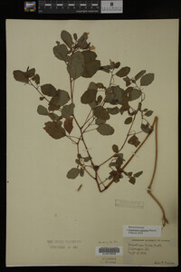 Impatiens capensis image