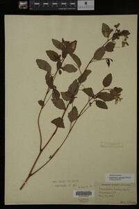 Impatiens capensis image