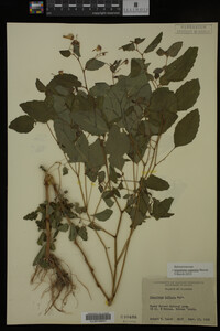 Impatiens capensis image