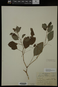 Impatiens capensis image