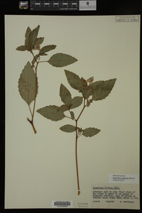 Impatiens capensis image