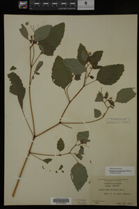 Impatiens capensis image
