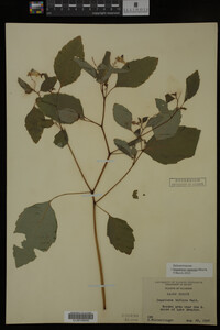 Impatiens capensis image