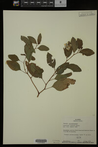 Impatiens capensis image