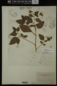 Impatiens capensis image