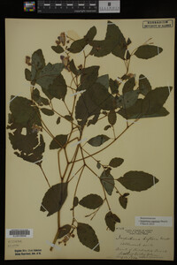 Impatiens capensis image
