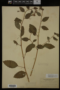 Impatiens capensis image