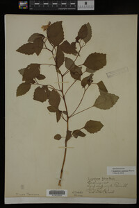 Impatiens capensis image