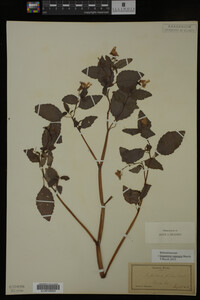 Impatiens capensis image