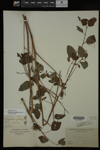 Impatiens capensis image