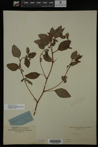 Impatiens capensis image