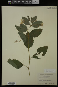 Impatiens capensis image
