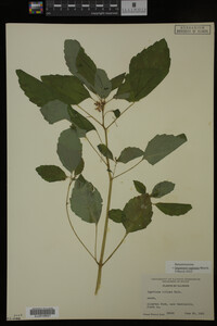 Impatiens capensis image
