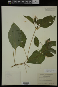 Impatiens capensis image