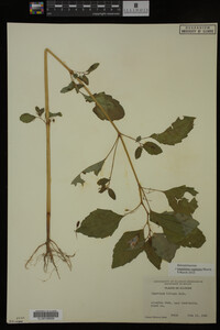 Image Associated With the Occurrence
