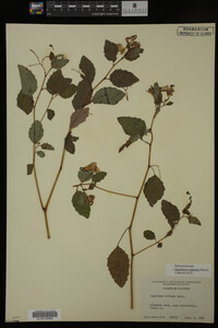 Impatiens capensis image