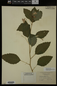 Impatiens capensis image