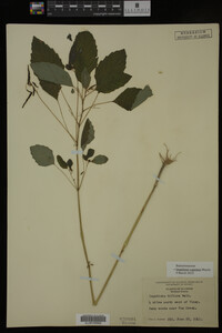 Impatiens capensis image