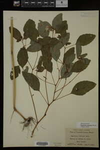 Impatiens capensis image