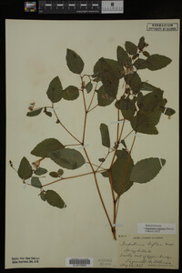 Image Associated With the Occurrence