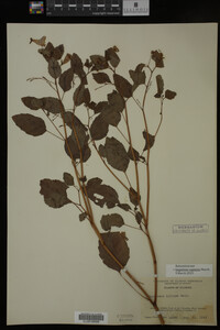 Impatiens capensis image